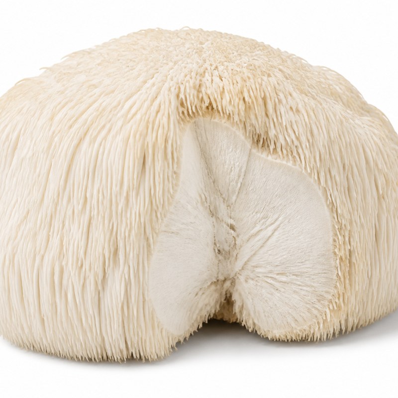 Lion's mane mushroom